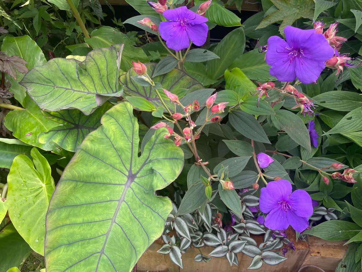 Tibouchina urvilleana 'Edwardsii'