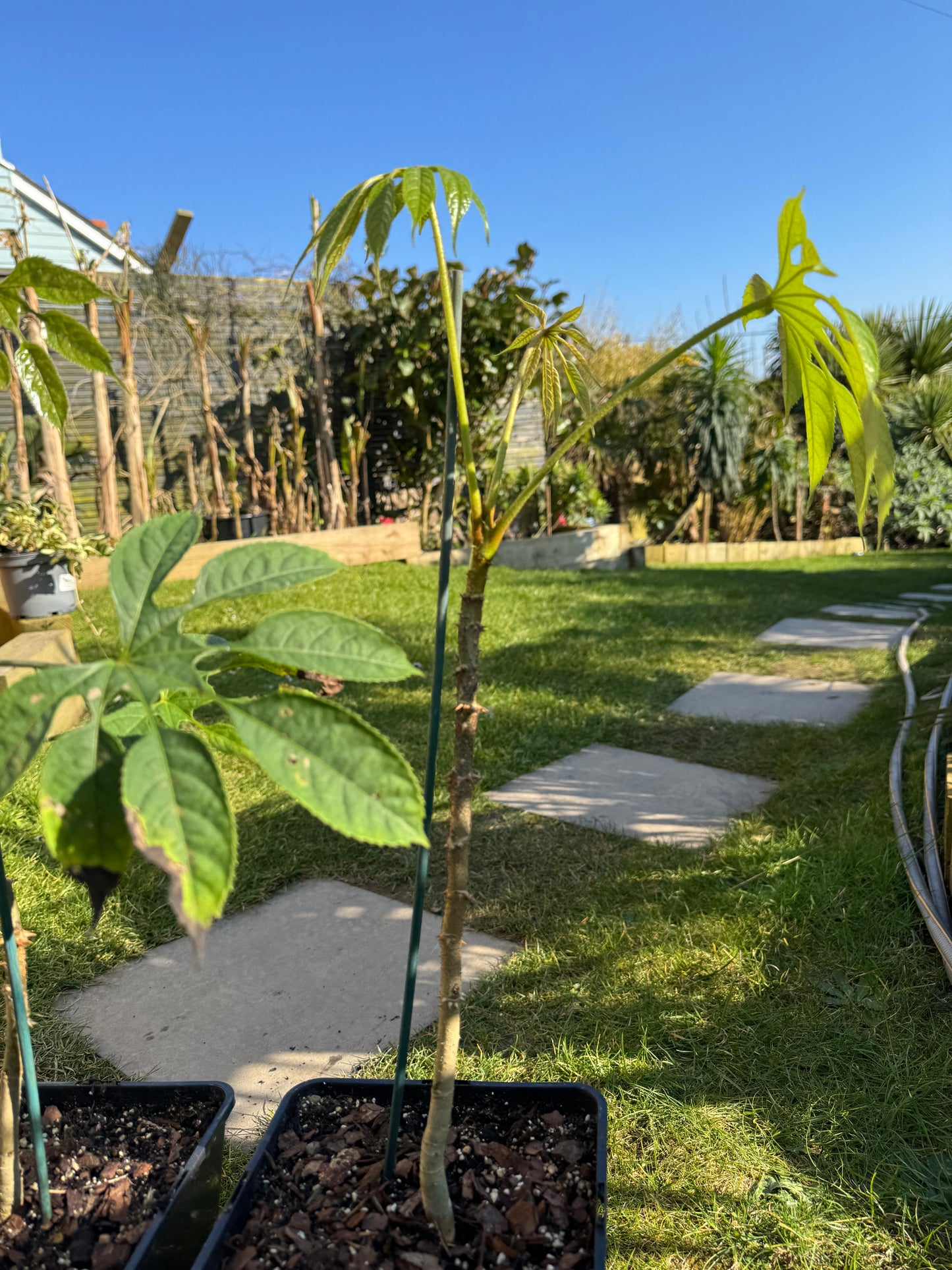 Brassaiopsis dumicola