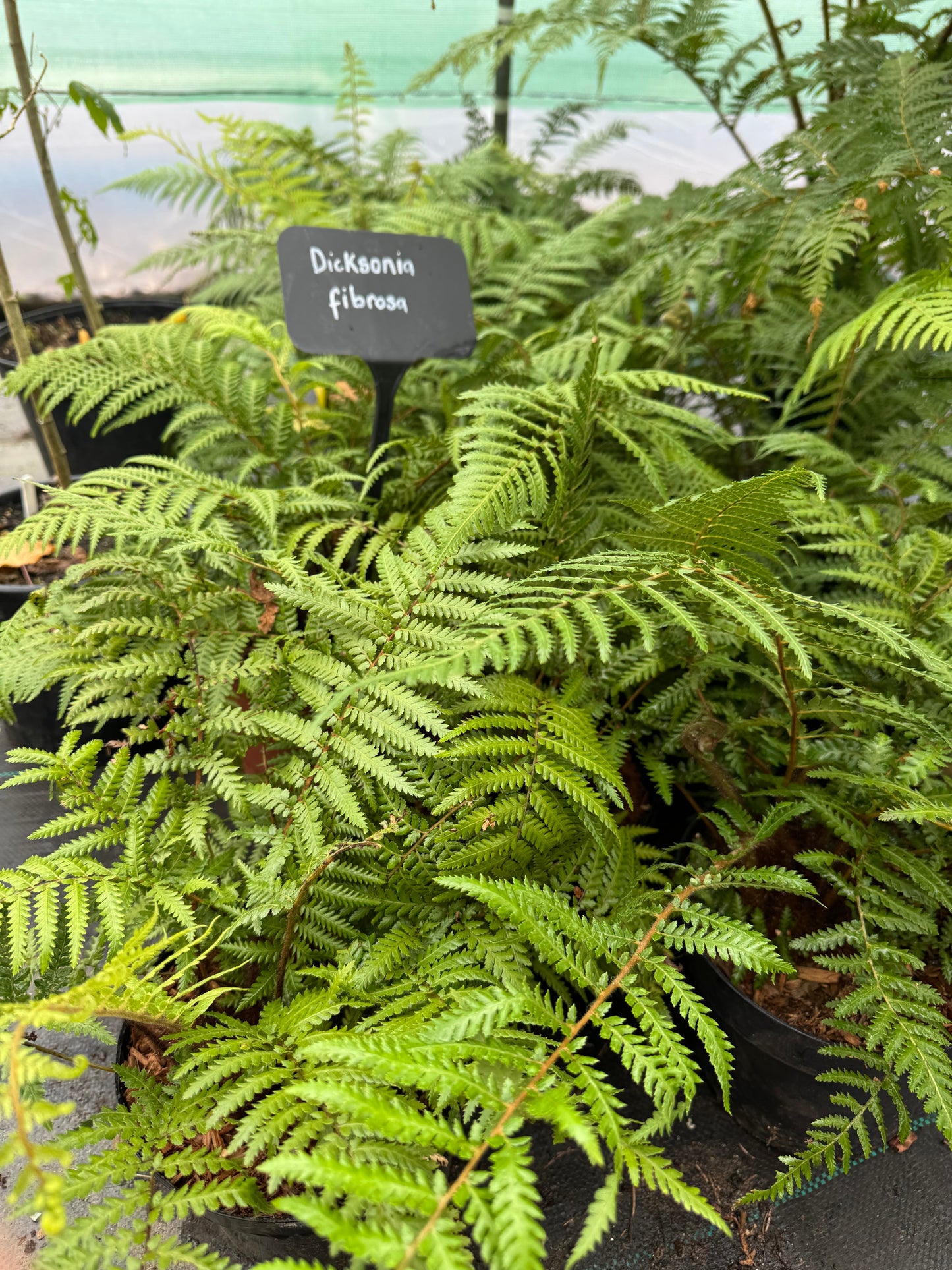 Dicksonia fibrosa Tree fern