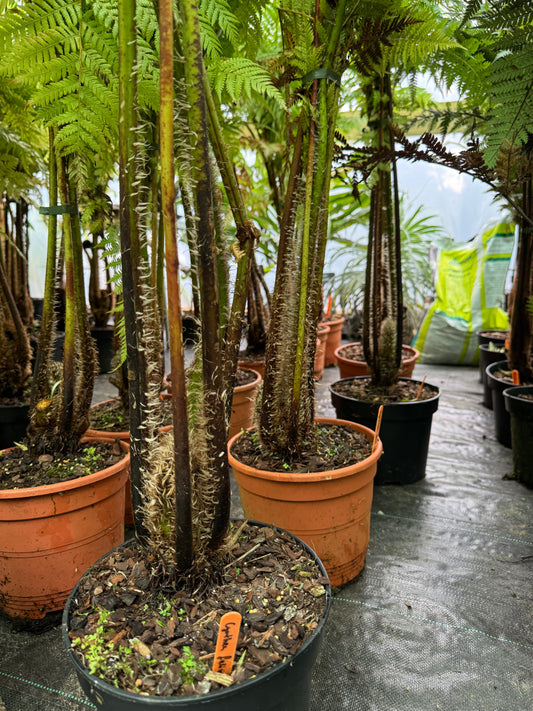 Cyathea felina (Sphaeropteris felina)
