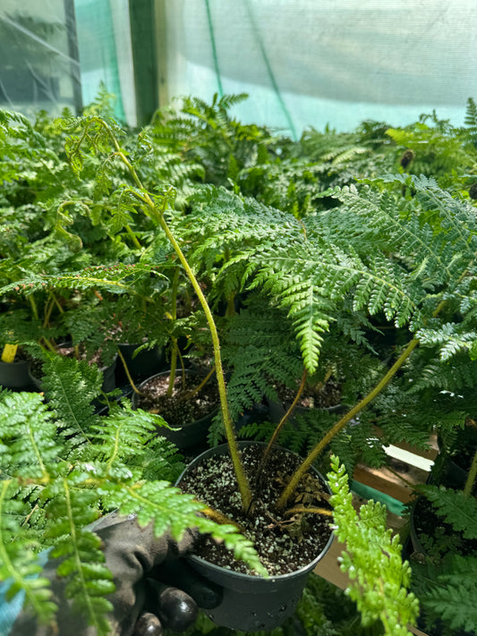 Cyathea medullaris 12cm pot
