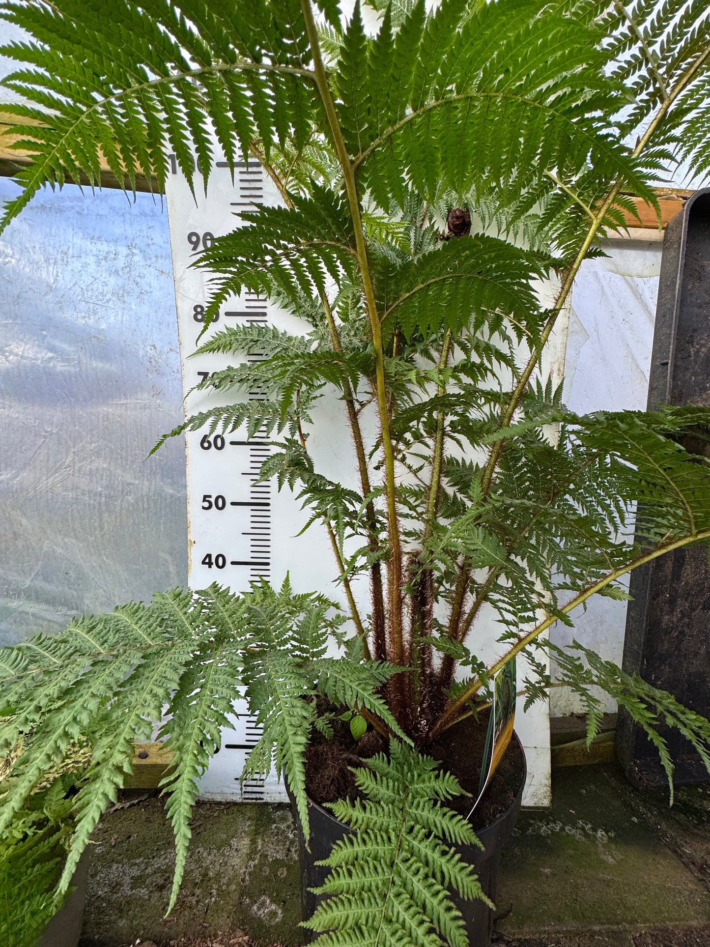 Large Cyathea cooperi – Tree fern
