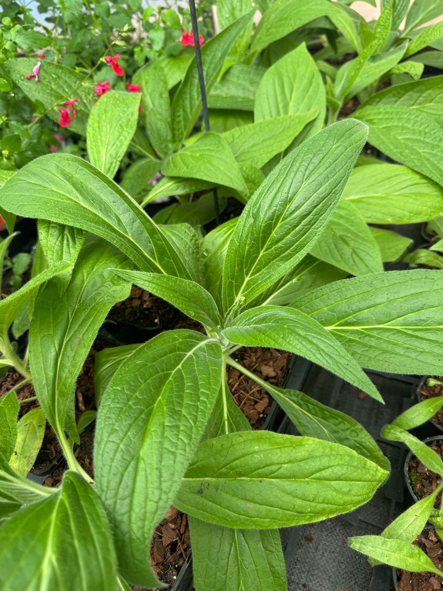 Echium Pininana (Snow Tower)