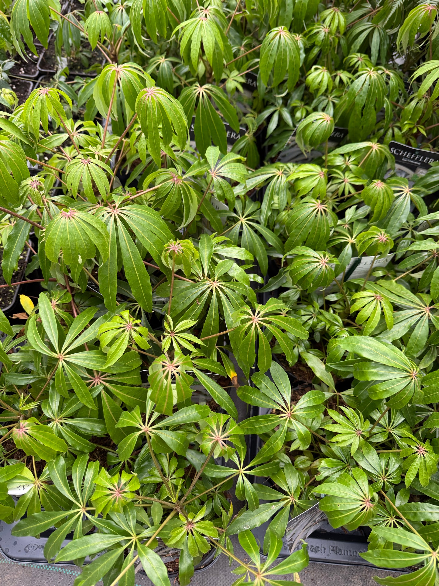Schefflera taiwaniana (Heptapleurum taiwanianum)
