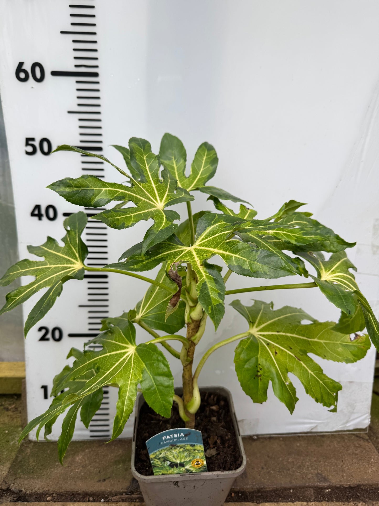 Fatsia Japonica Camouflage