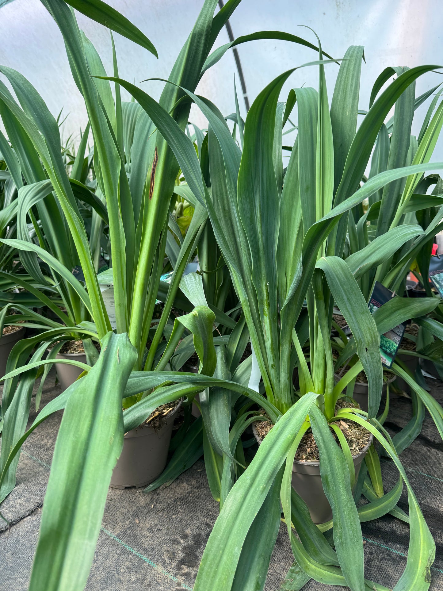 Beschorneria yuccoides