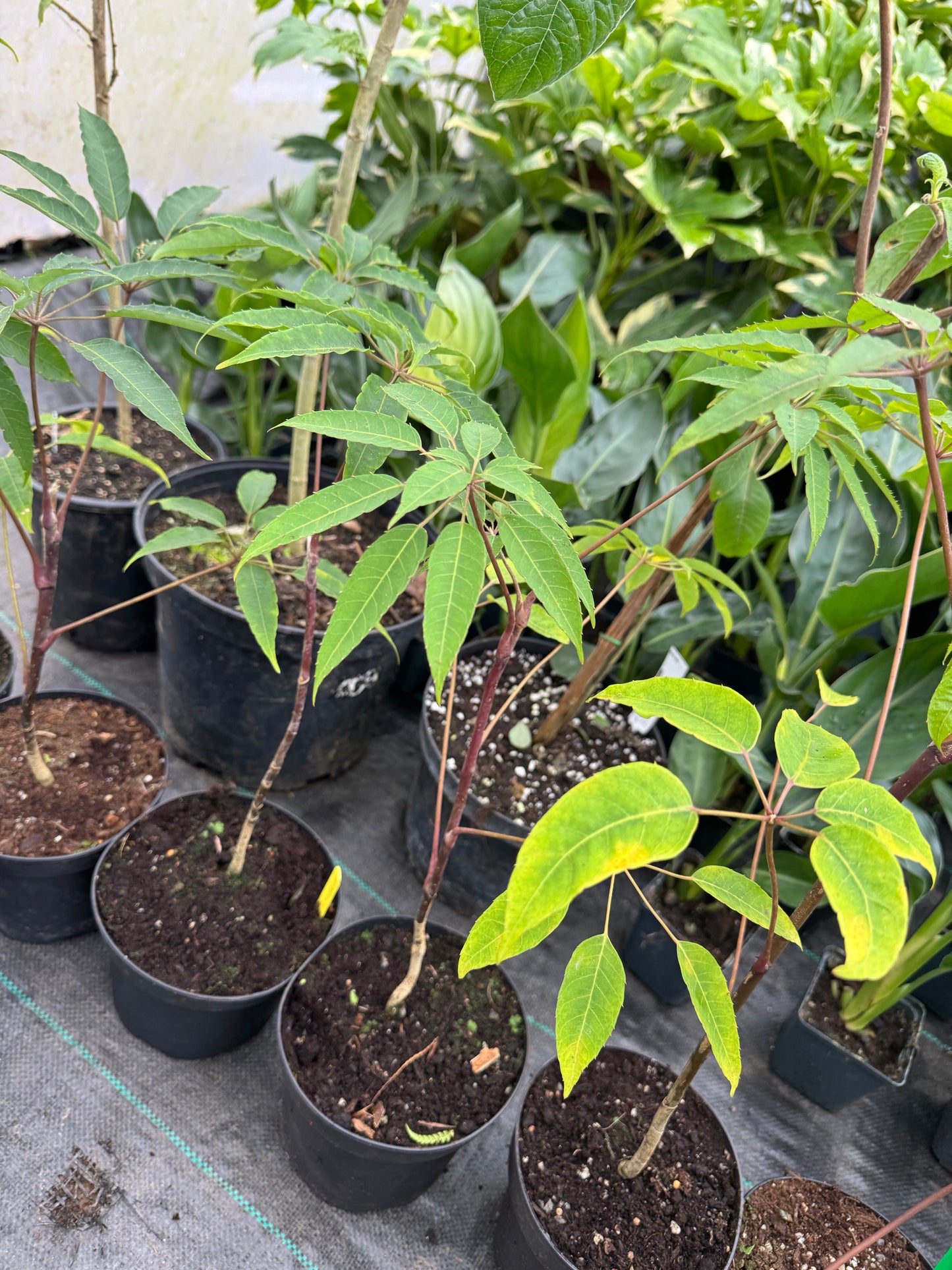 Schefflera fantsipanensis