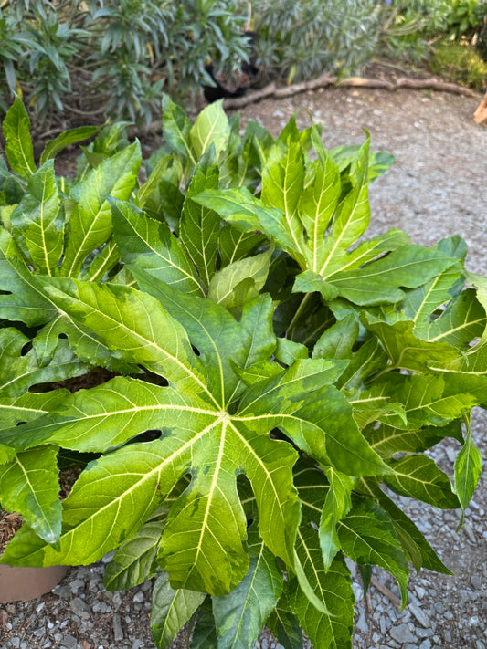 Fatsia Japonica Camouflage large