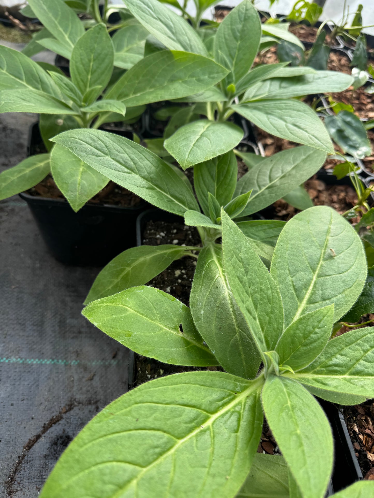 Echium Candicans (Large)