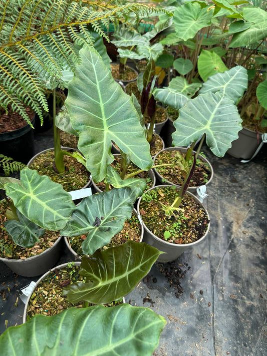 Alocasia ‘Mayan Mask’