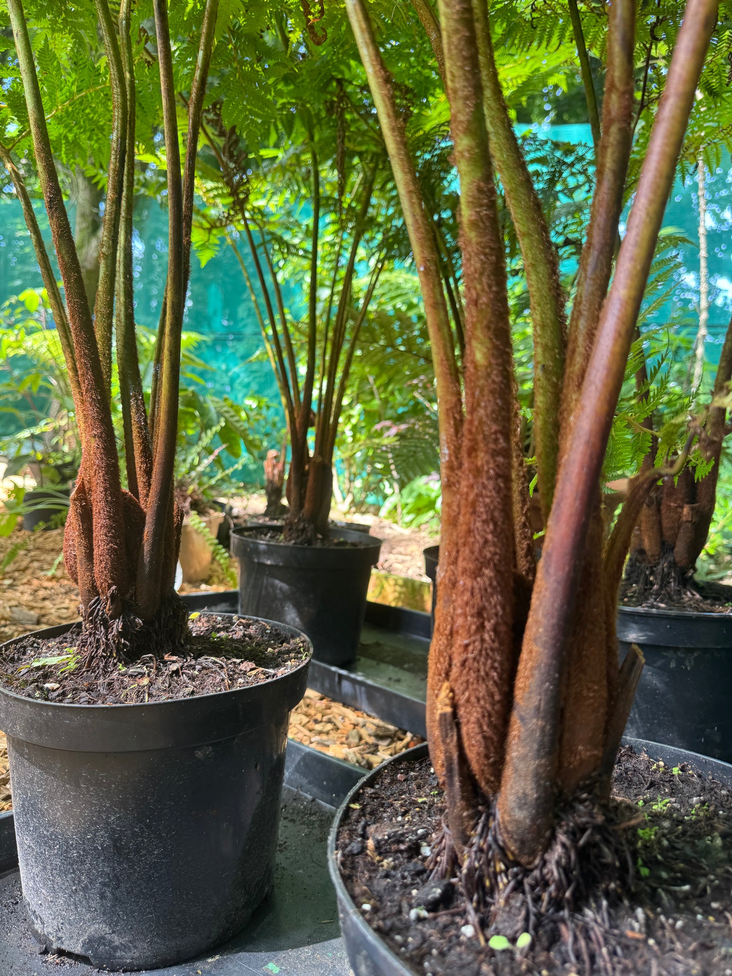 Cyathea cooperi Cinnamon