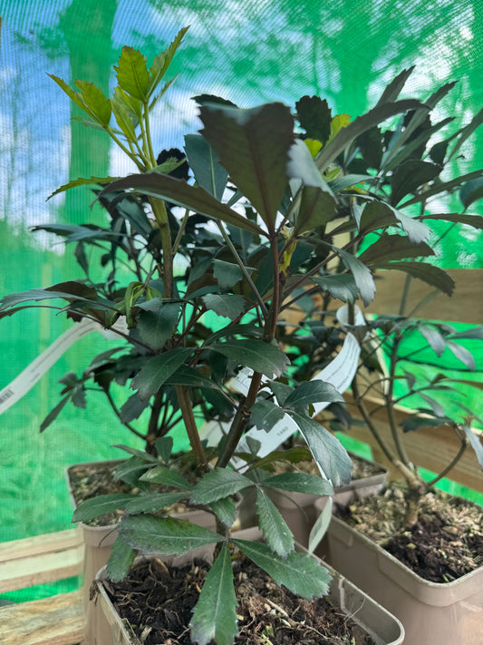 Pseudopanax lessonii 'Dream Time'