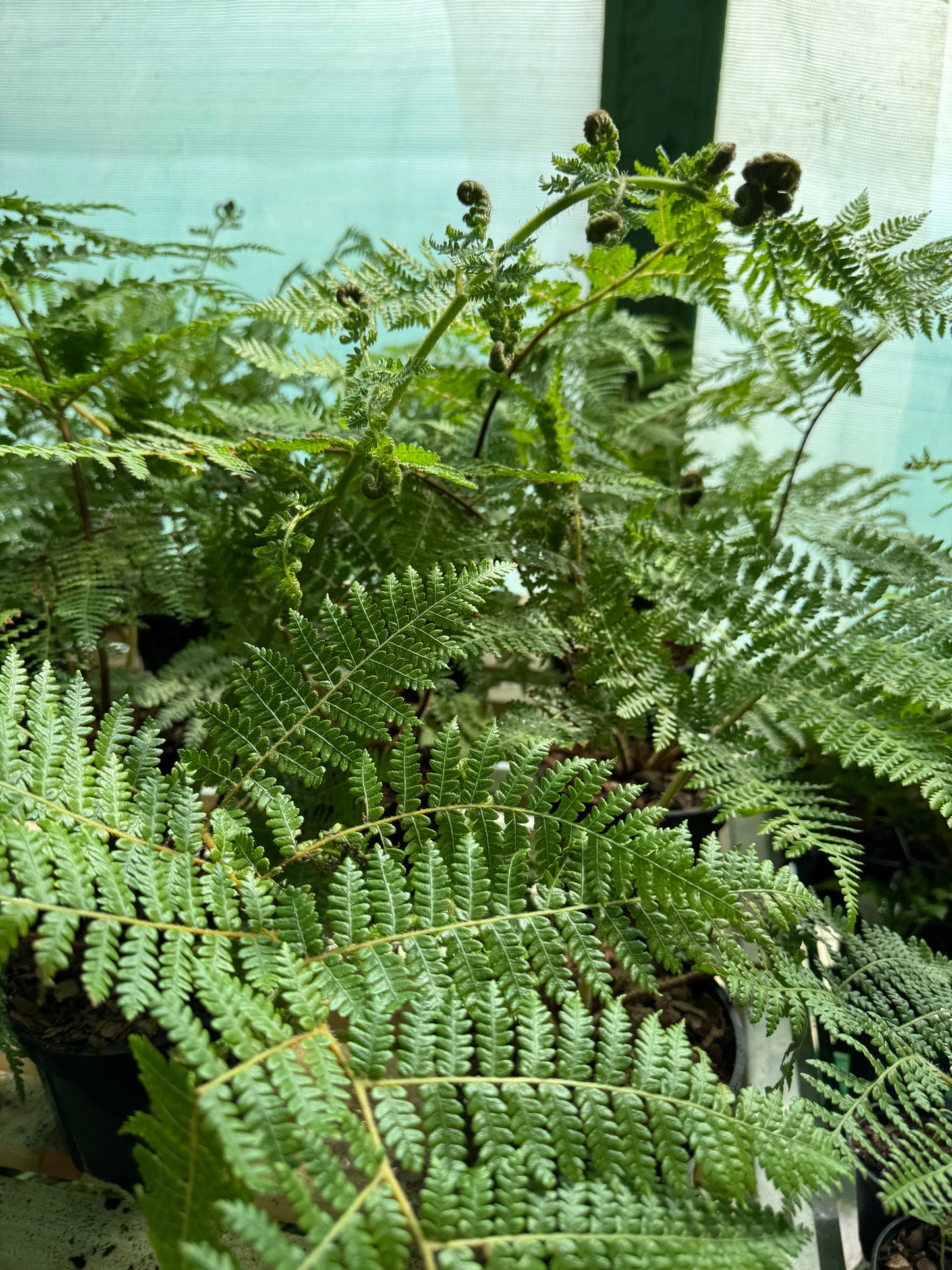 Cyathea medullaris medium