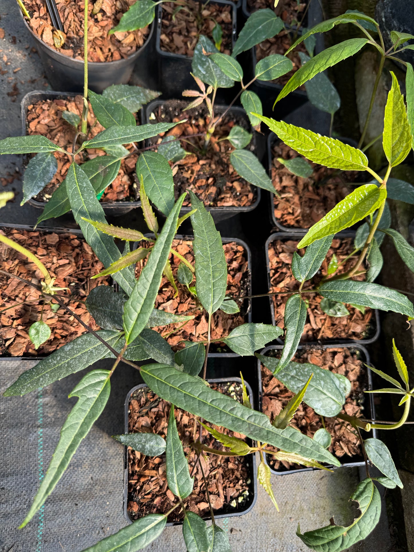Schefflera fengii