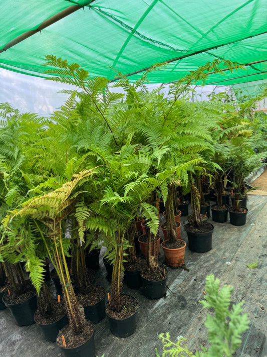 Cyathea lunulata (Sphaeropteris lunulata)