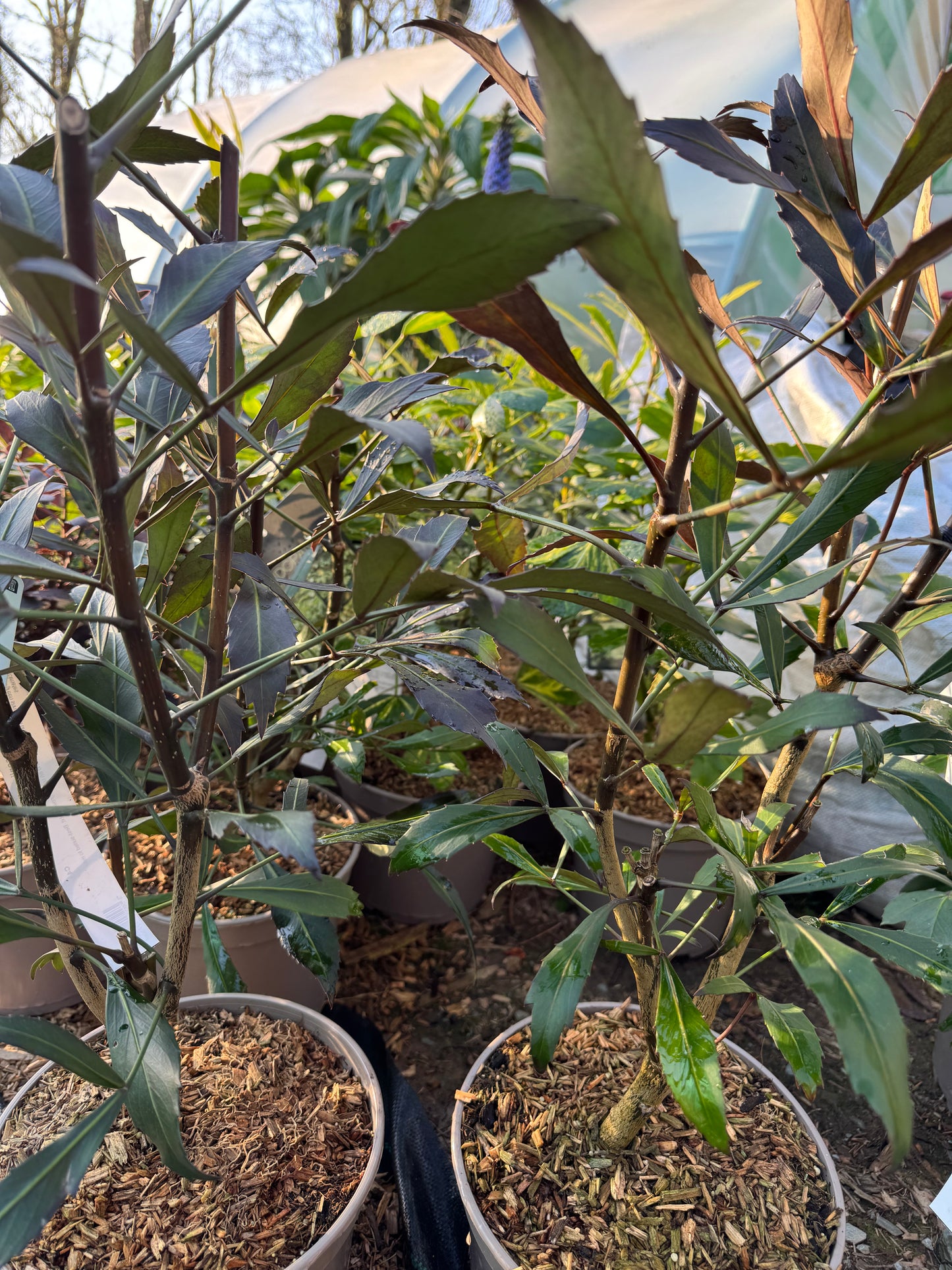 Pseudopanax lessonii ‘Dark Star’