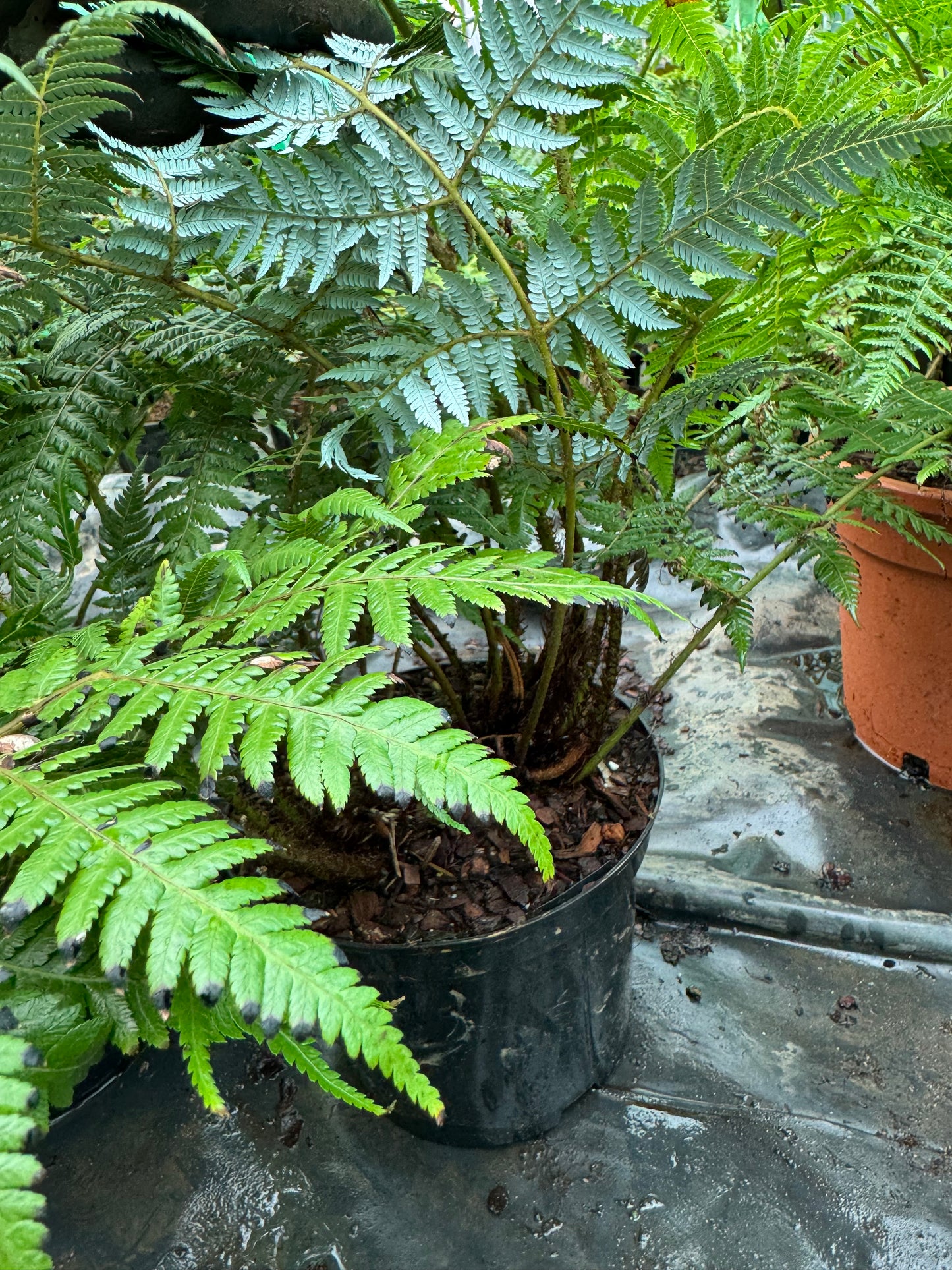 Cyathea dealbata Large