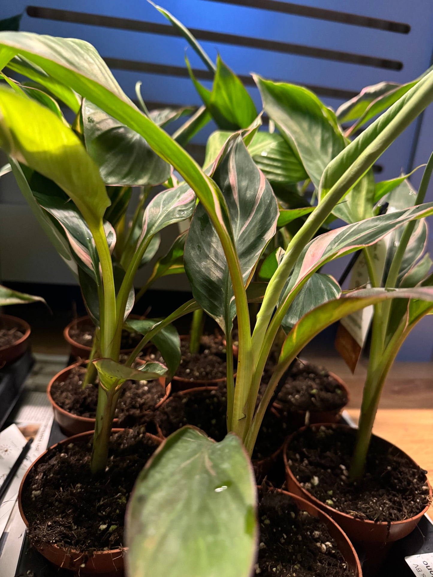 Musa ‘NoNo’ – Rare Pink Variegated Banana.