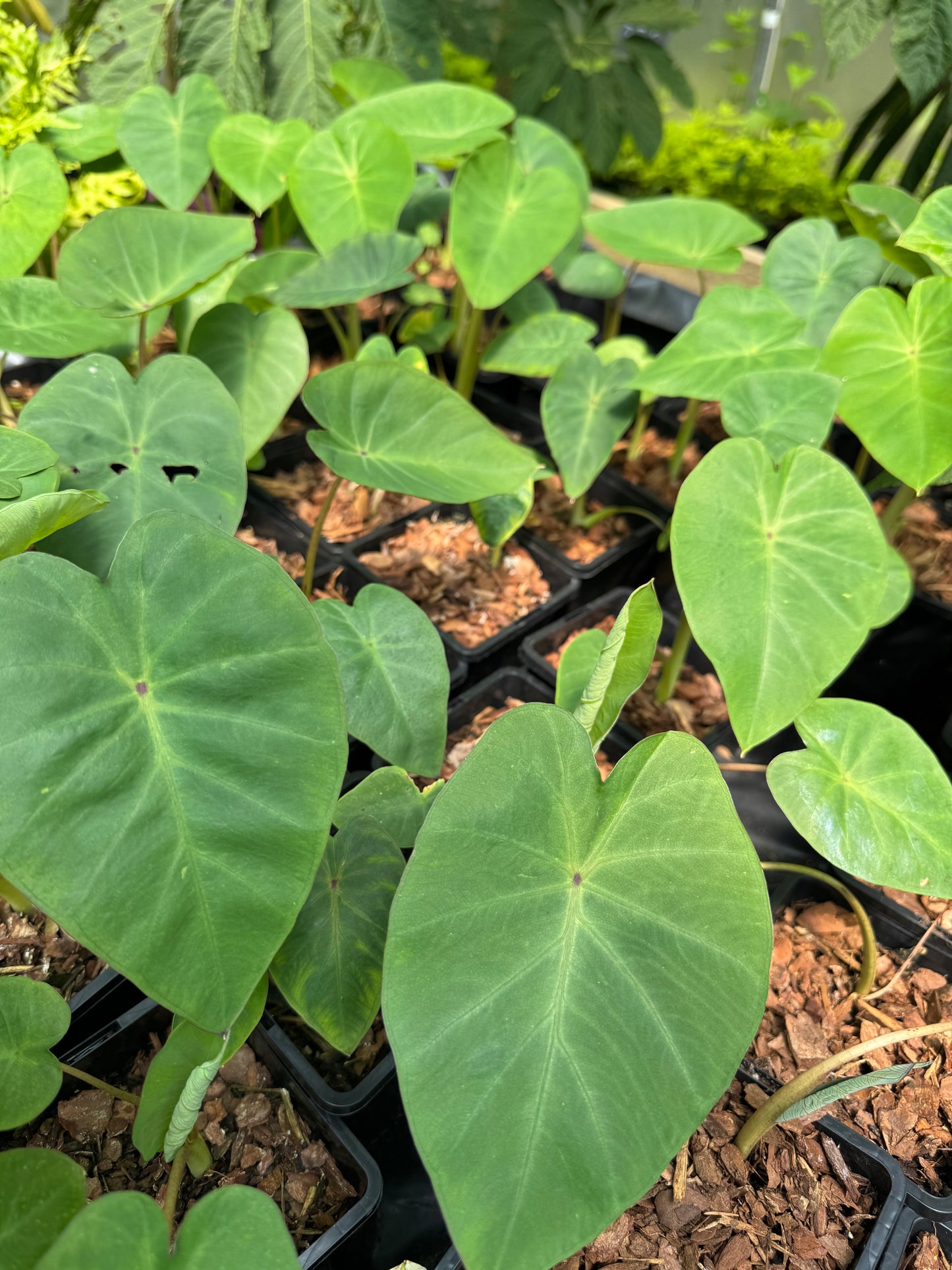 Colocasia Pink China small