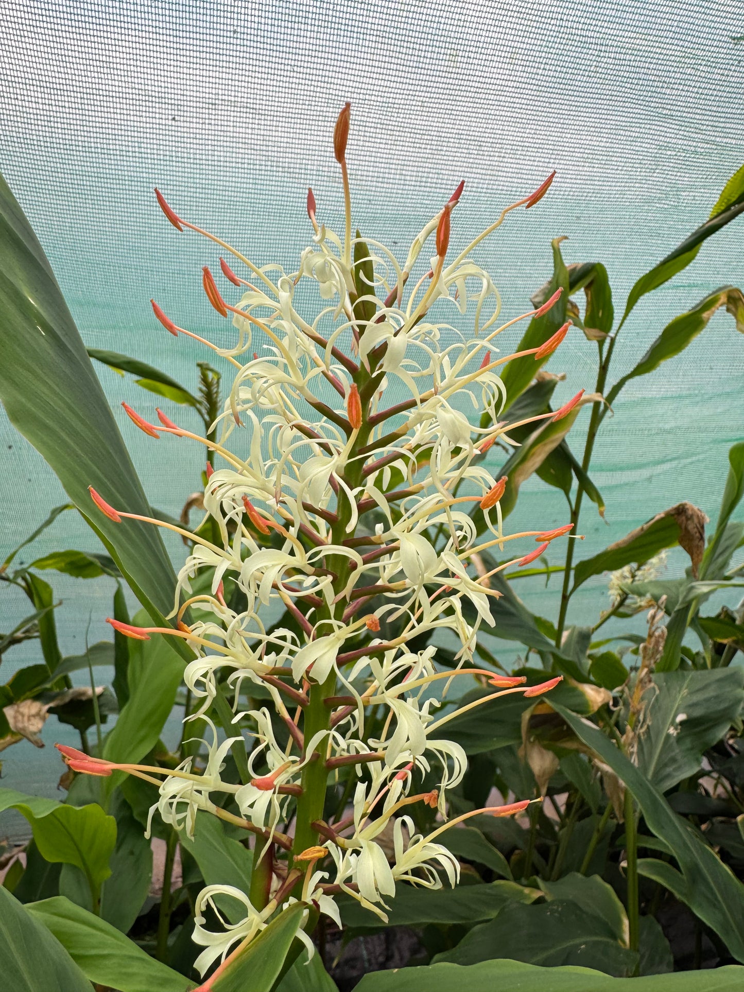 Hedychium gracile