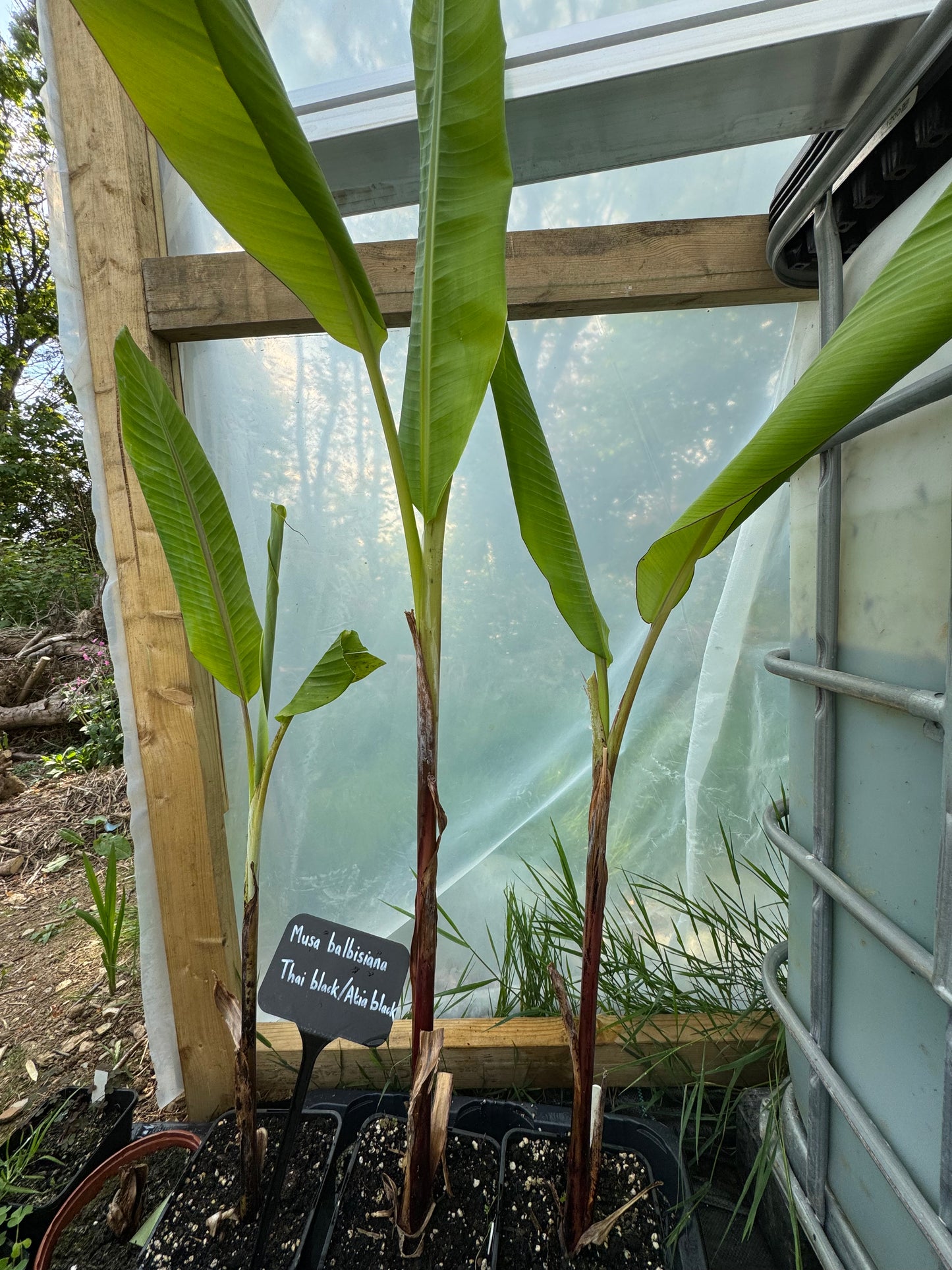 Musa balbisiana ‘Thai Black’/’Atia Black’