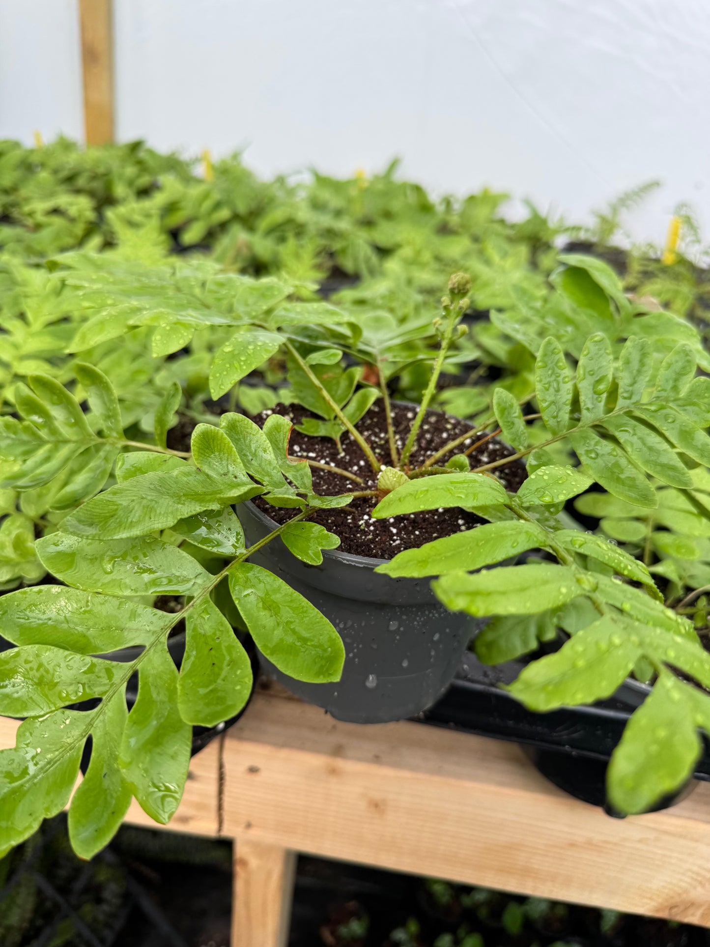 Blechnum tabulare – The Table Fern