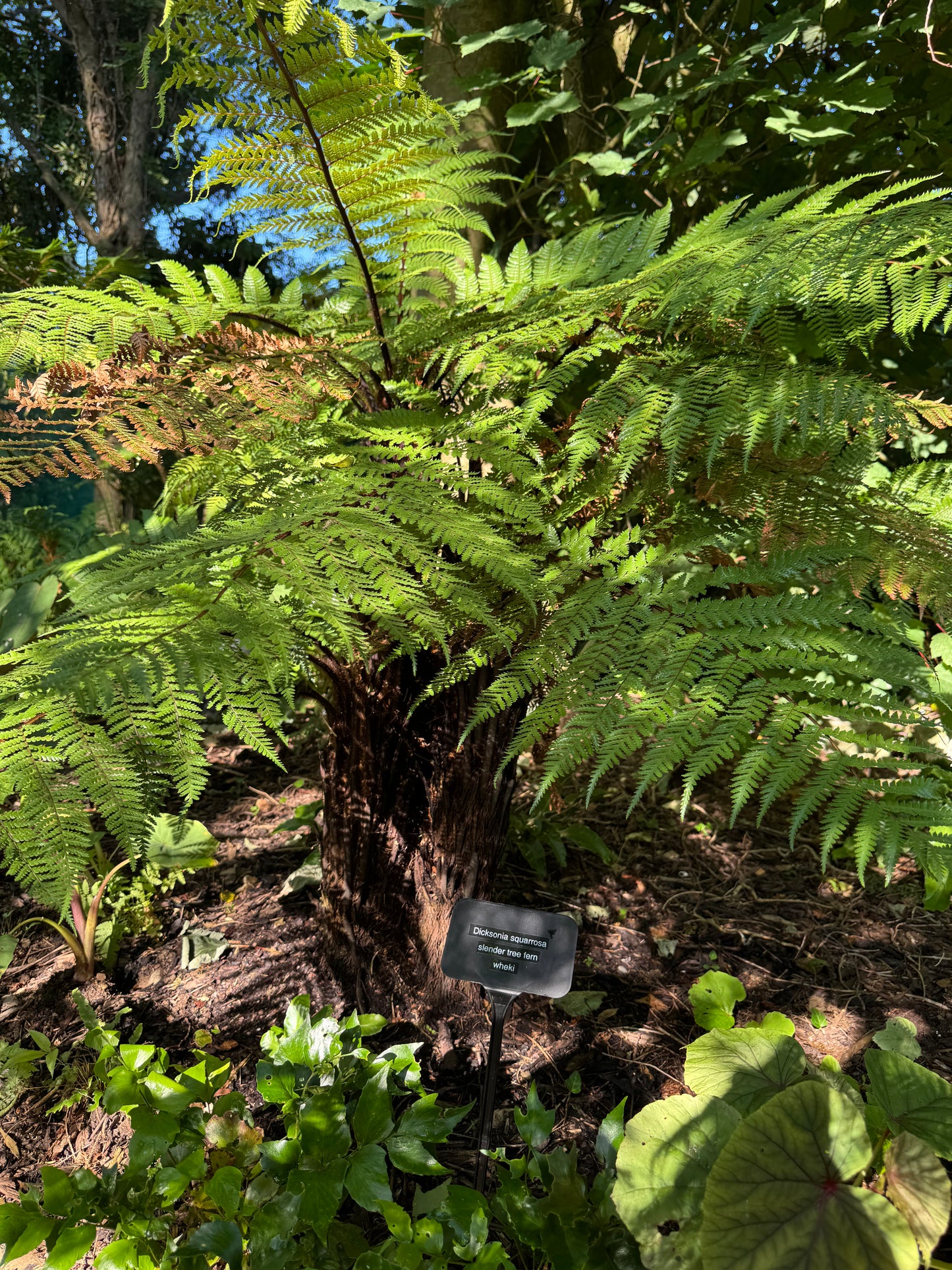 Dicksonia squarrosa Large (trunked)