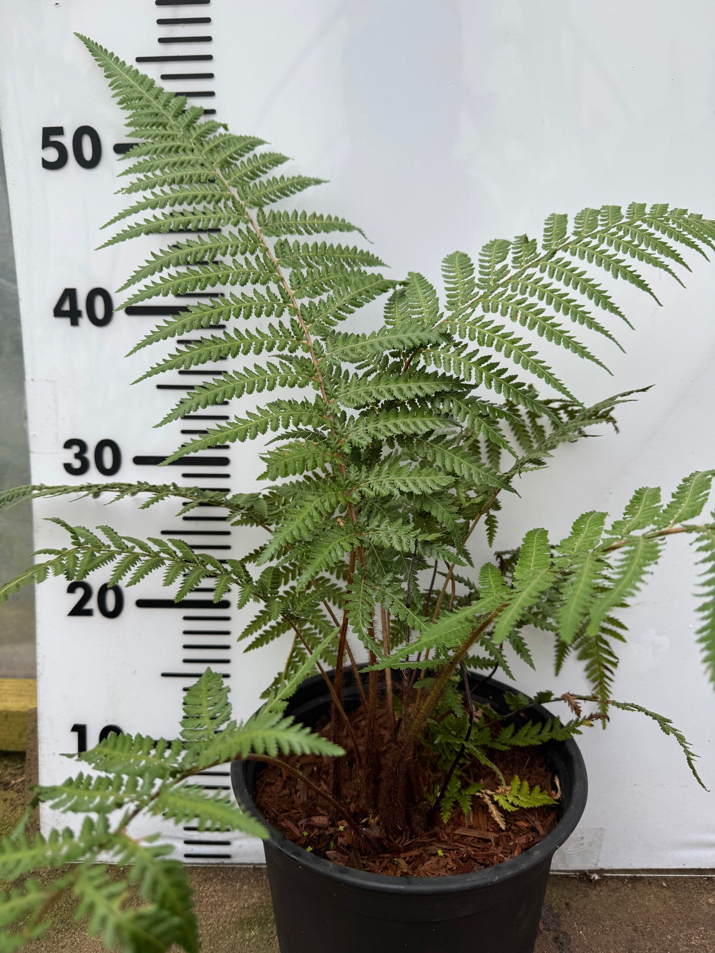 Dicksonia fibrosa Tree fern