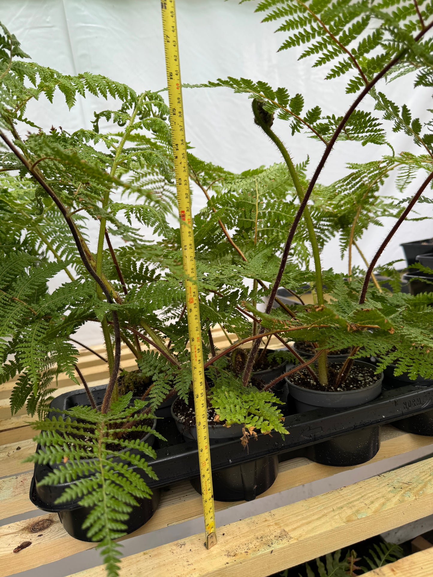 Cyathea medullaris medium