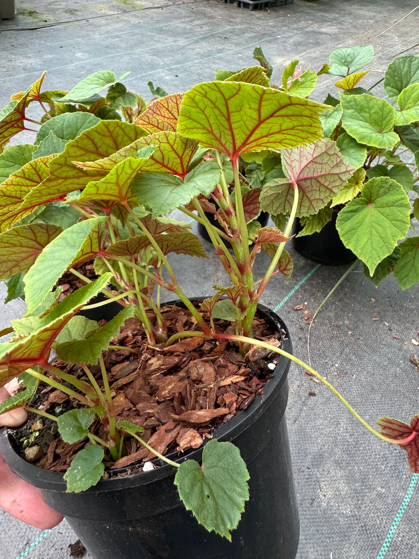 Begonia grandis Subs. Evansiana Alba 2 litre