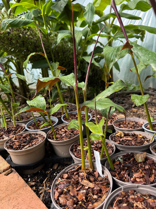 Hedychium ‘Mini White’ – Rare Dwarf Hardy Ginger