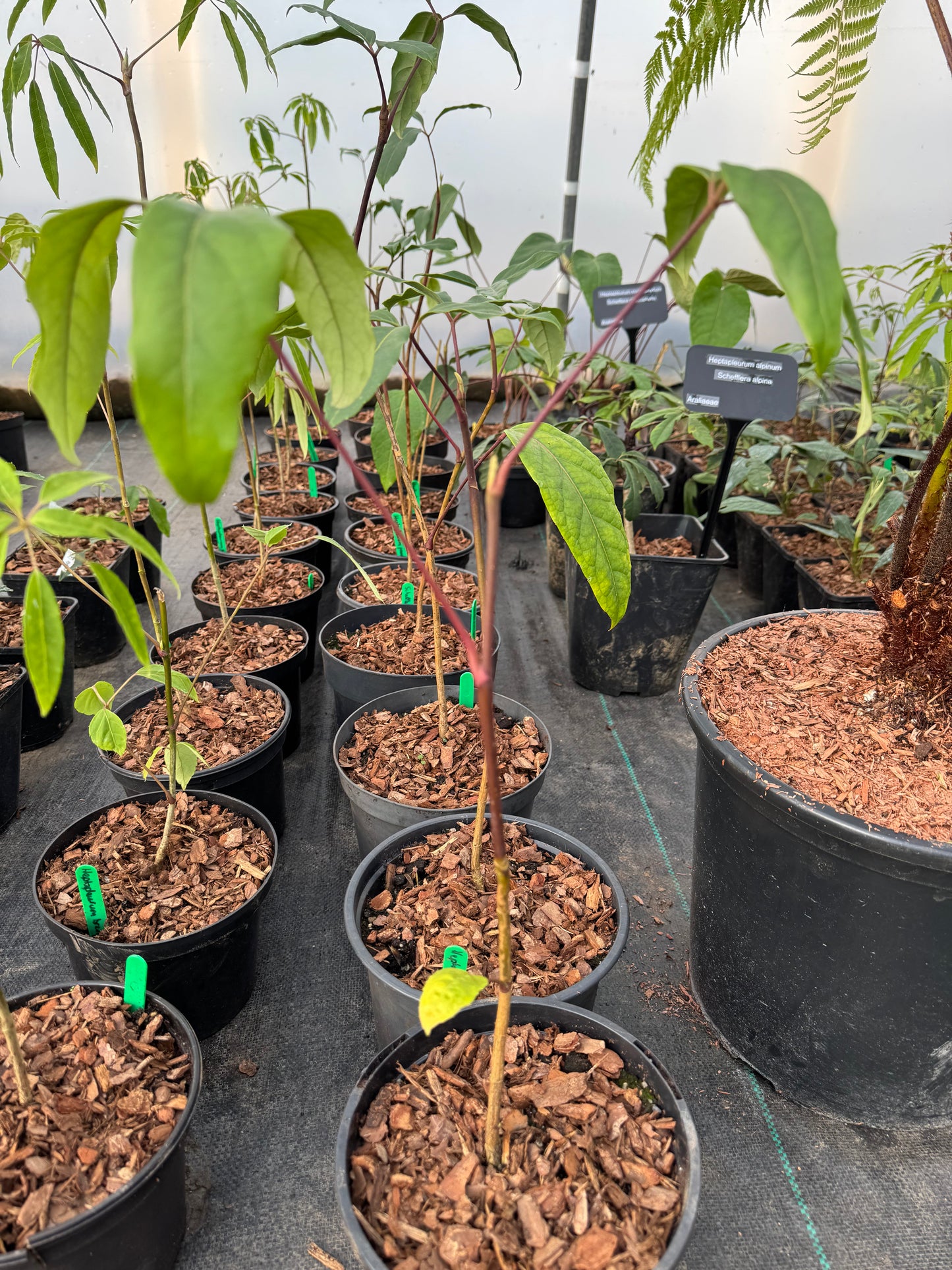 Schefflera pauciflora