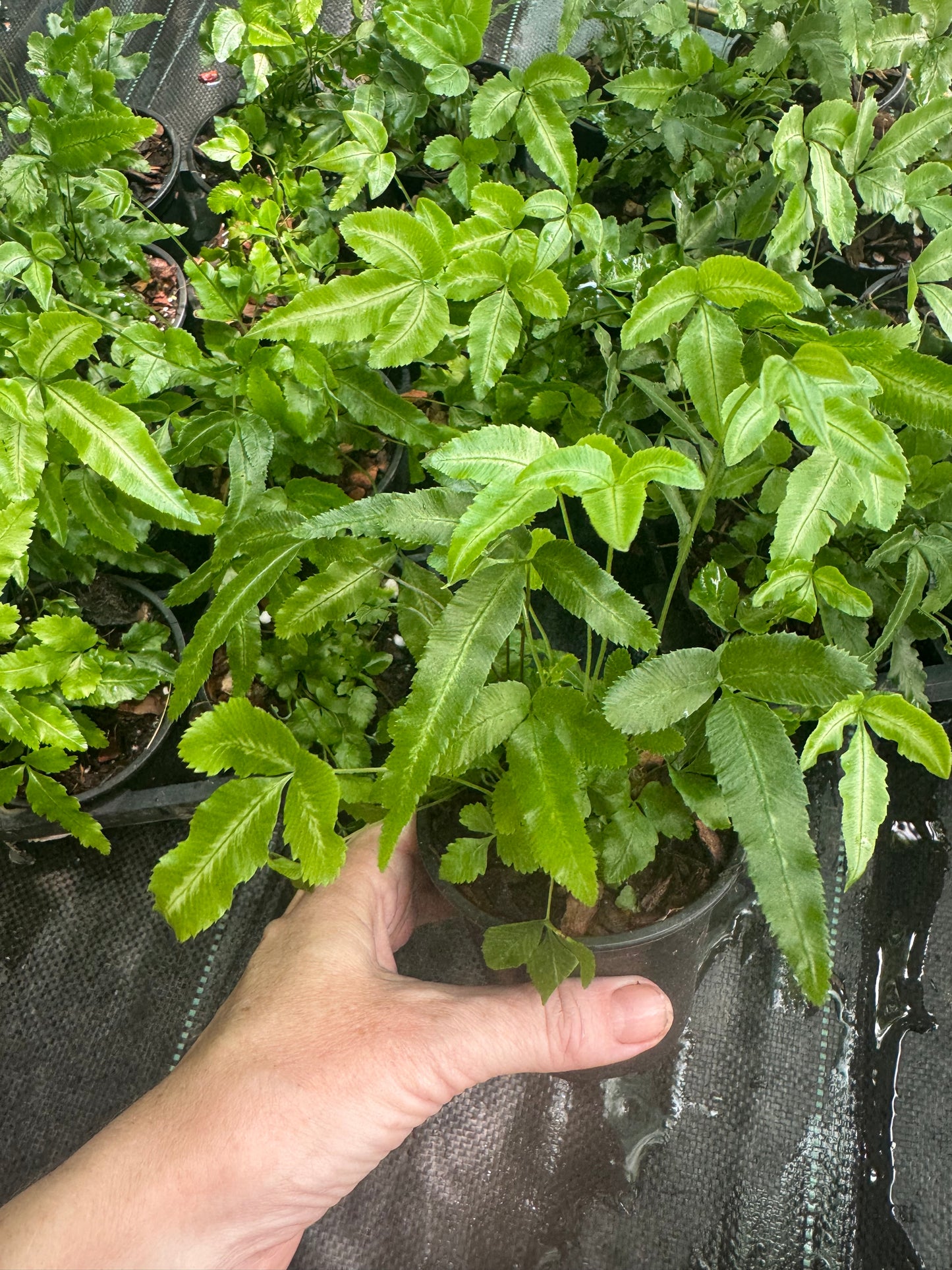 Pteris nipponica