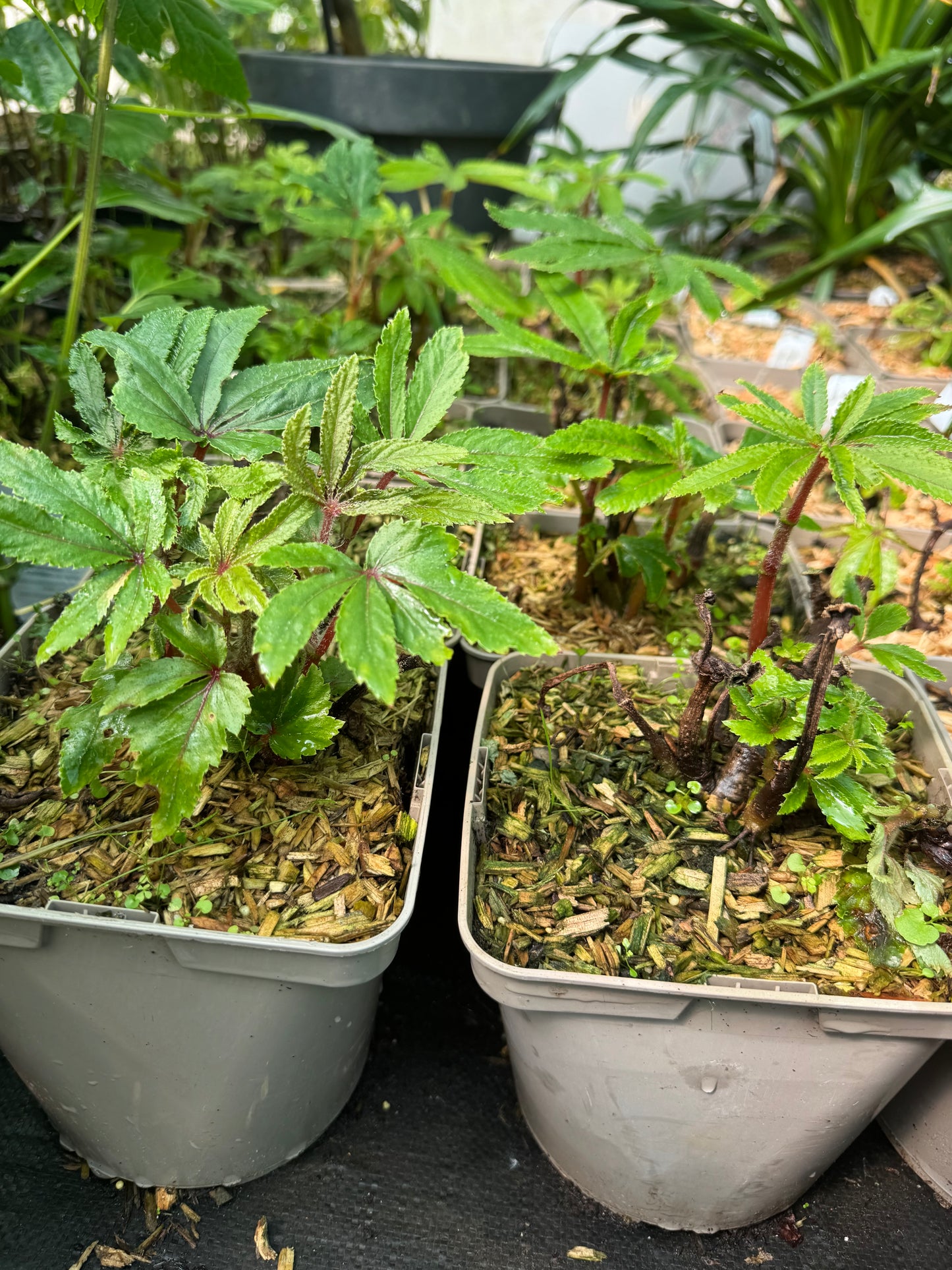 Begonia luxurians