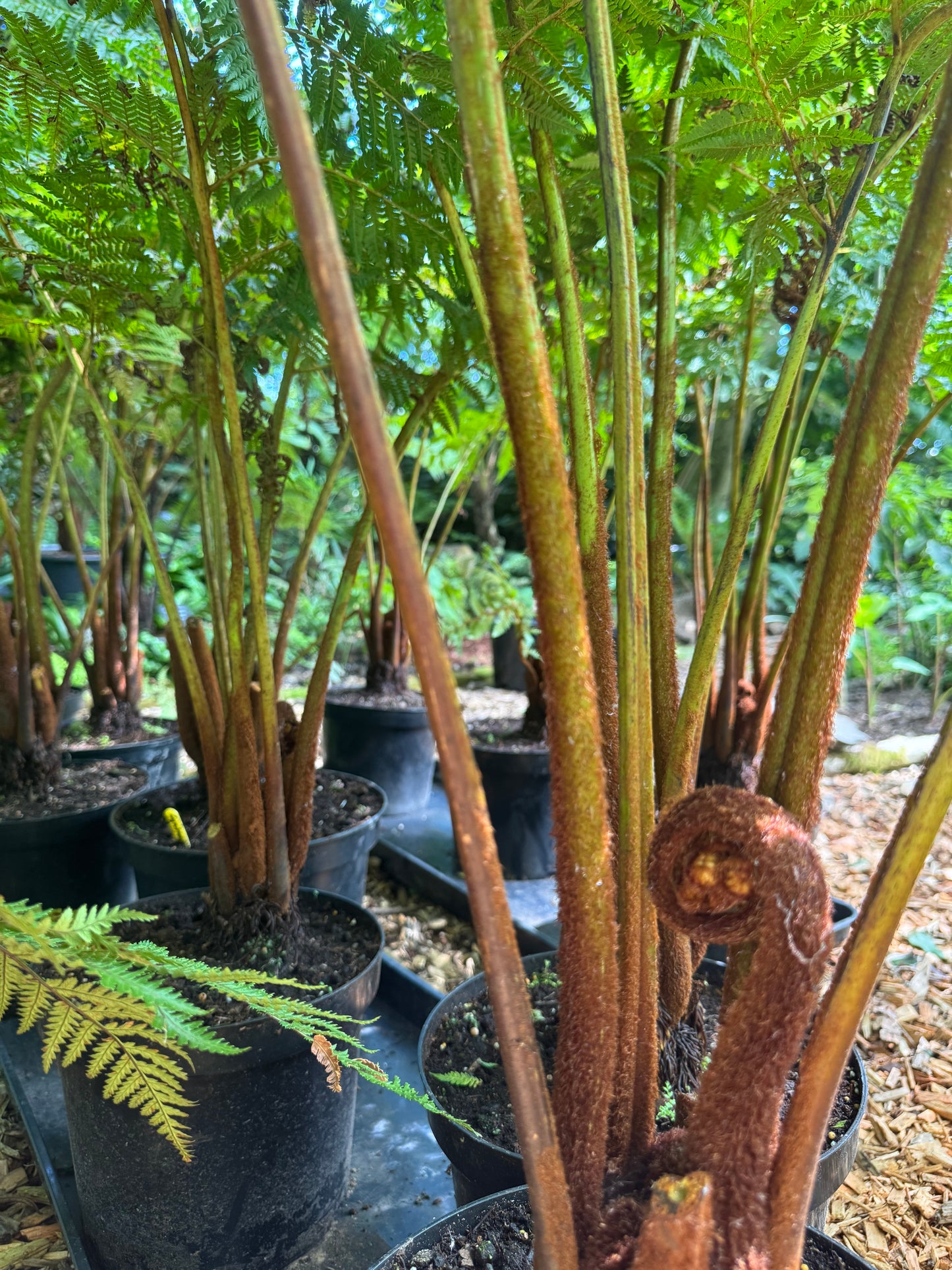Cyathea cooperi Cinnamon