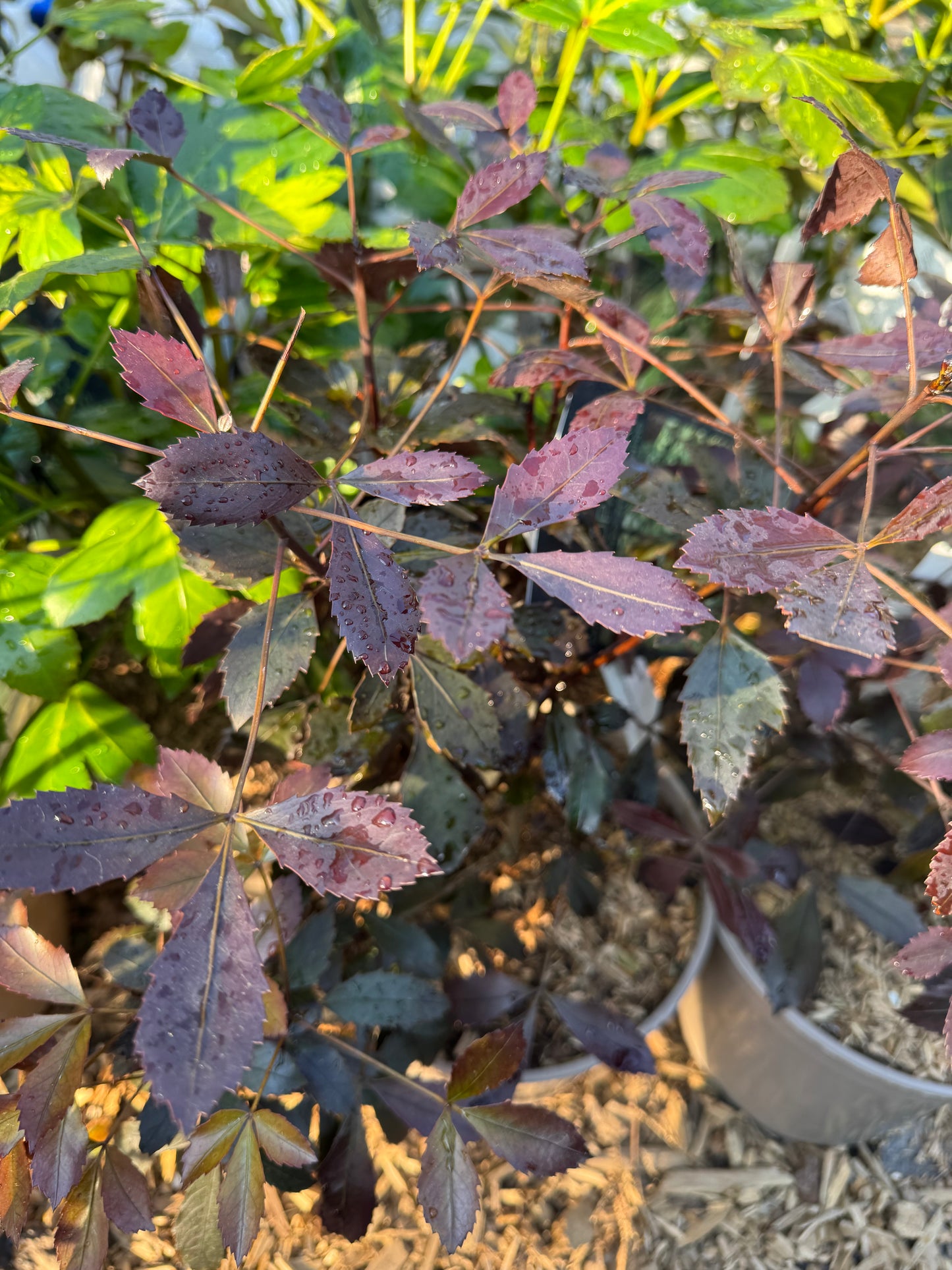 Pseudopanax lessonii 'Rangatira'