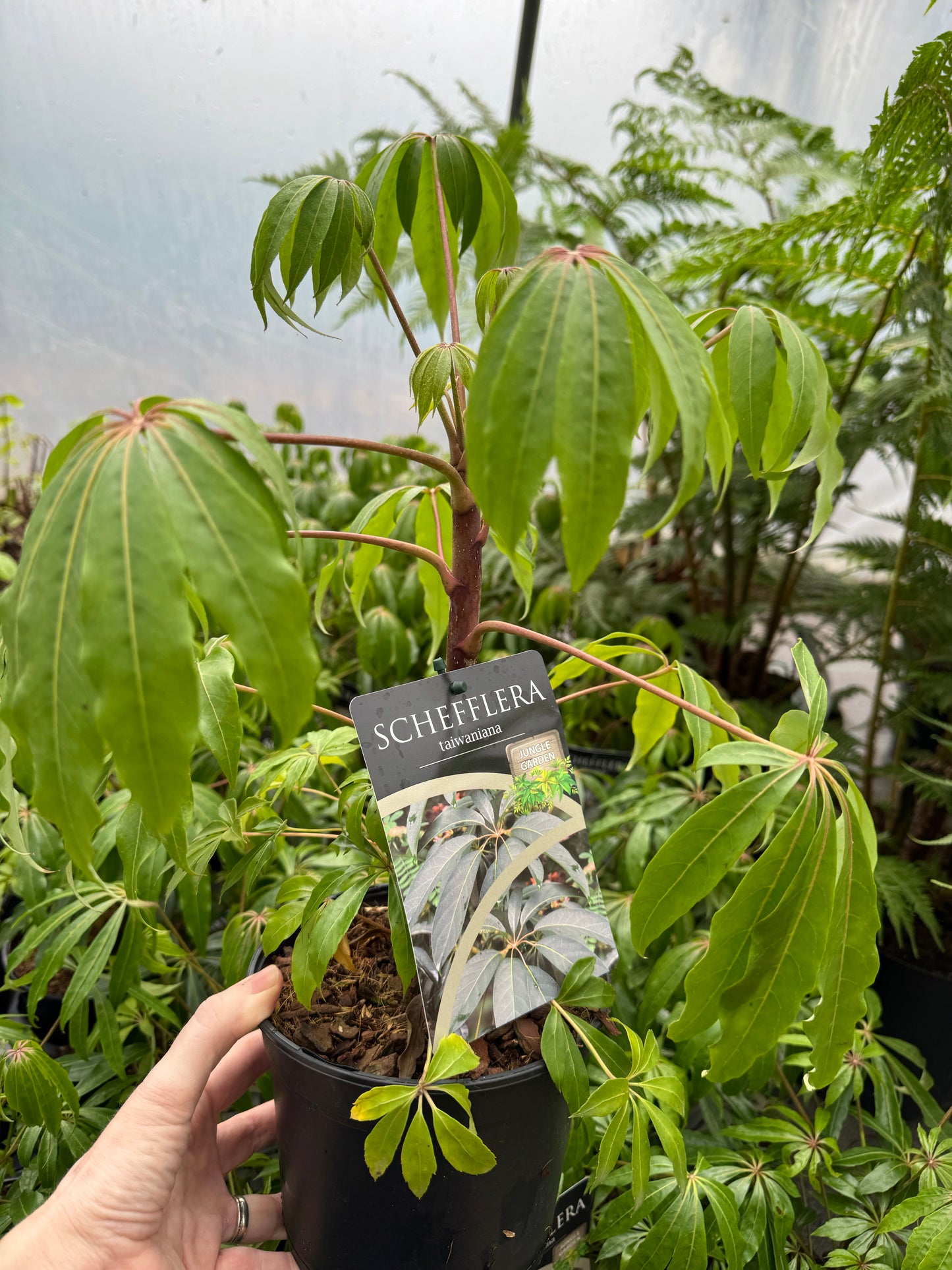 Schefflera taiwaniana (Heptapleurum taiwanianum)