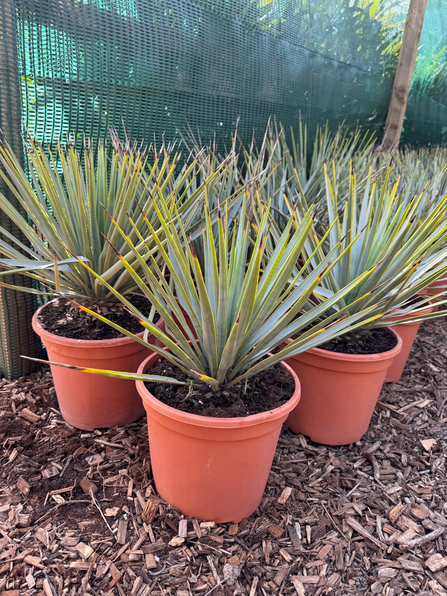 Yucca rigida