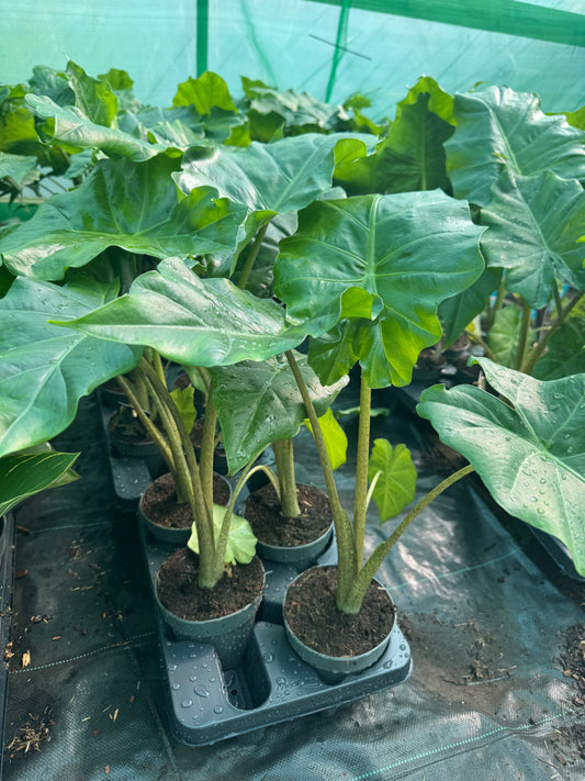 Alocasia x portodora