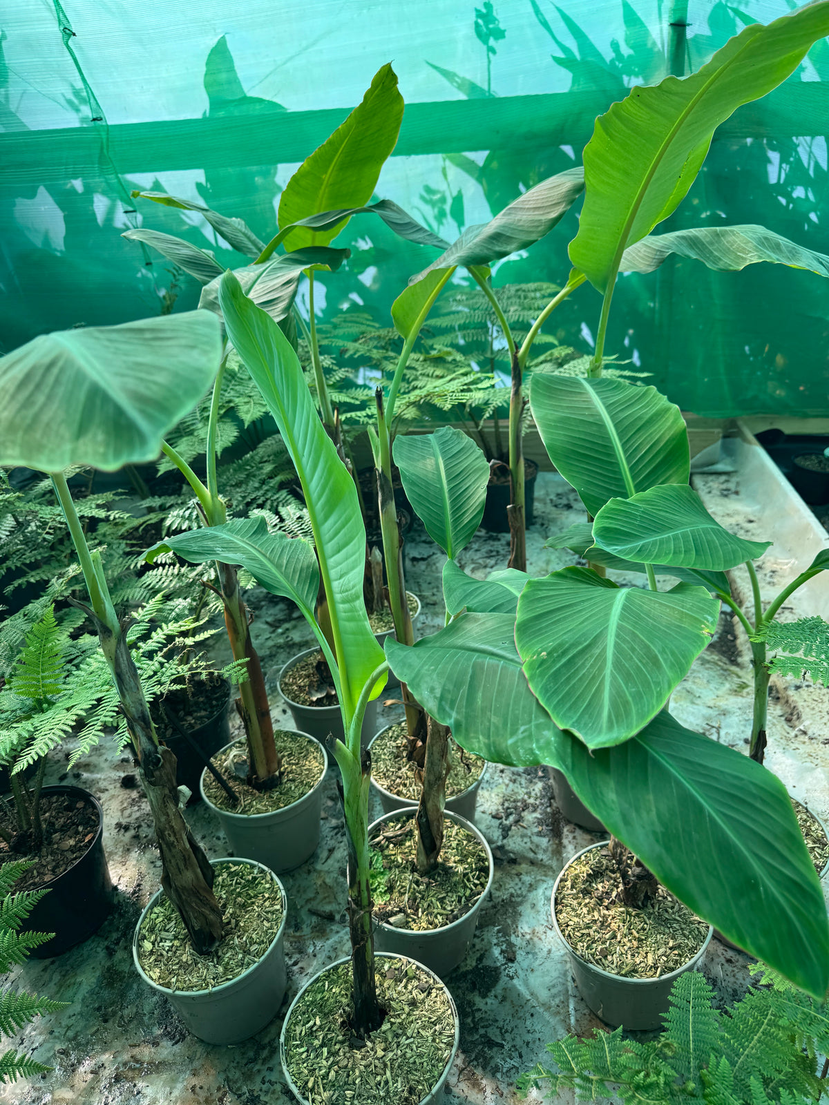 Musa ‘Ice Cream’