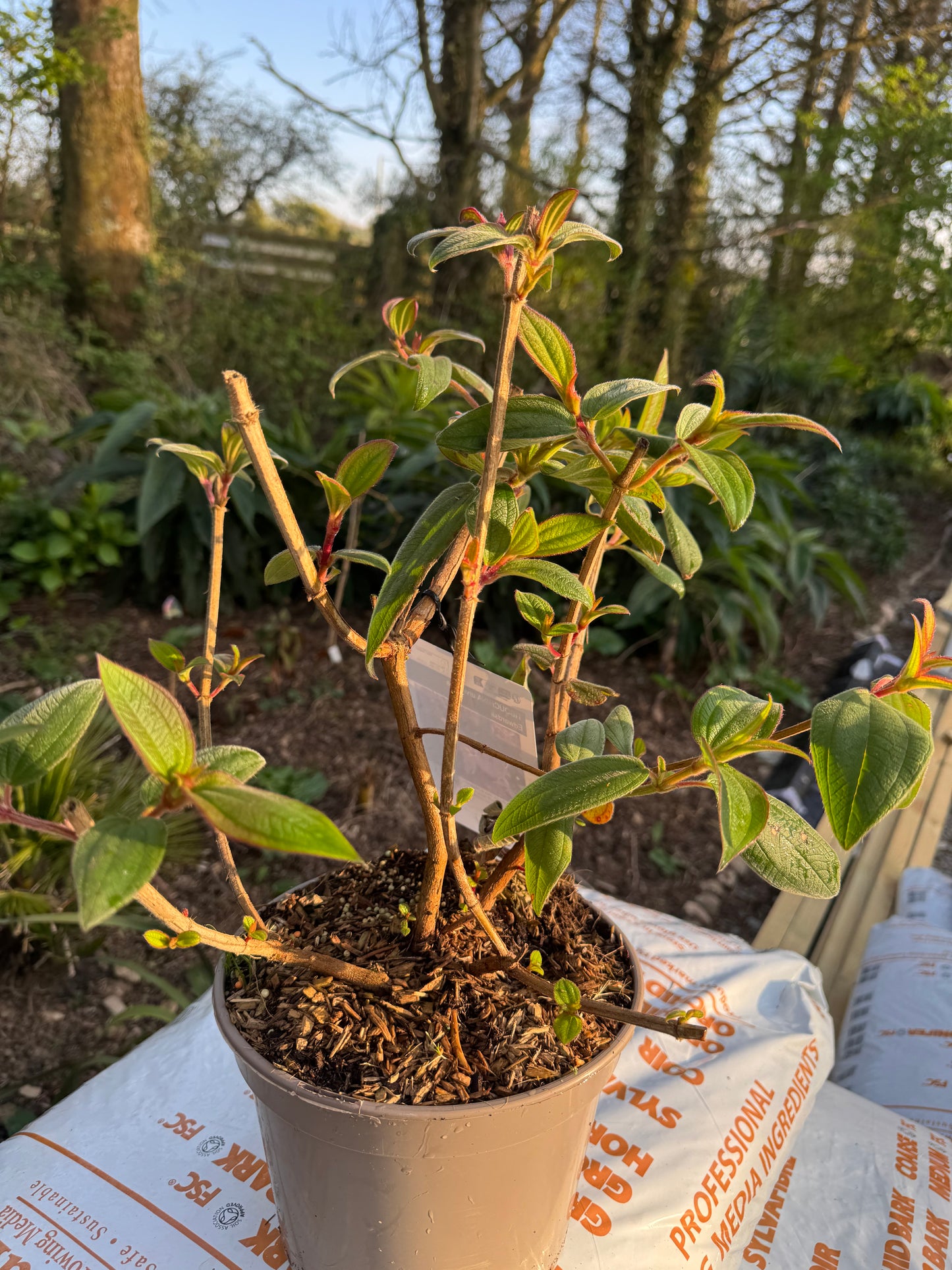 Tibouchina urvilleana 'Edwardsii'