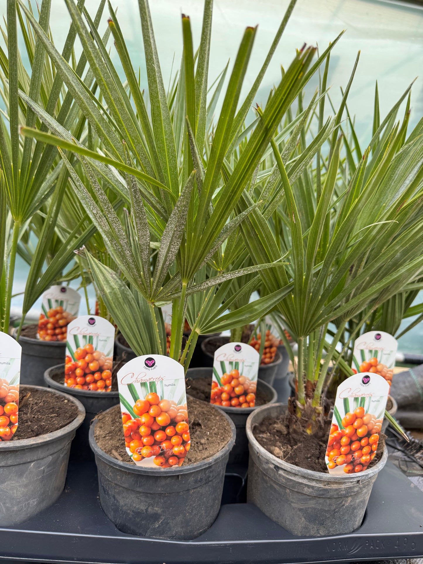 Chamaerops humilis
Mediterranean Fan Palm