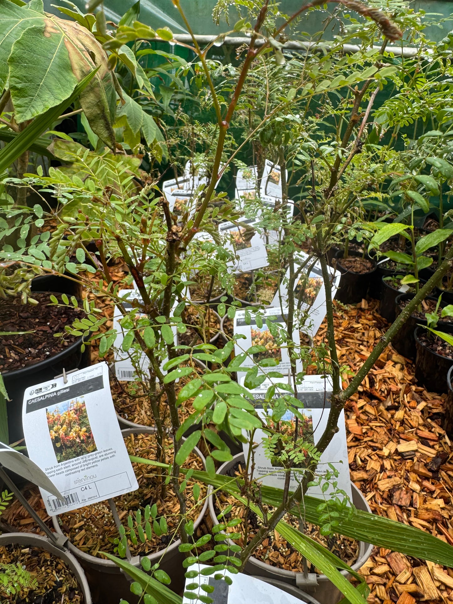 Caesalpinia gilliesii