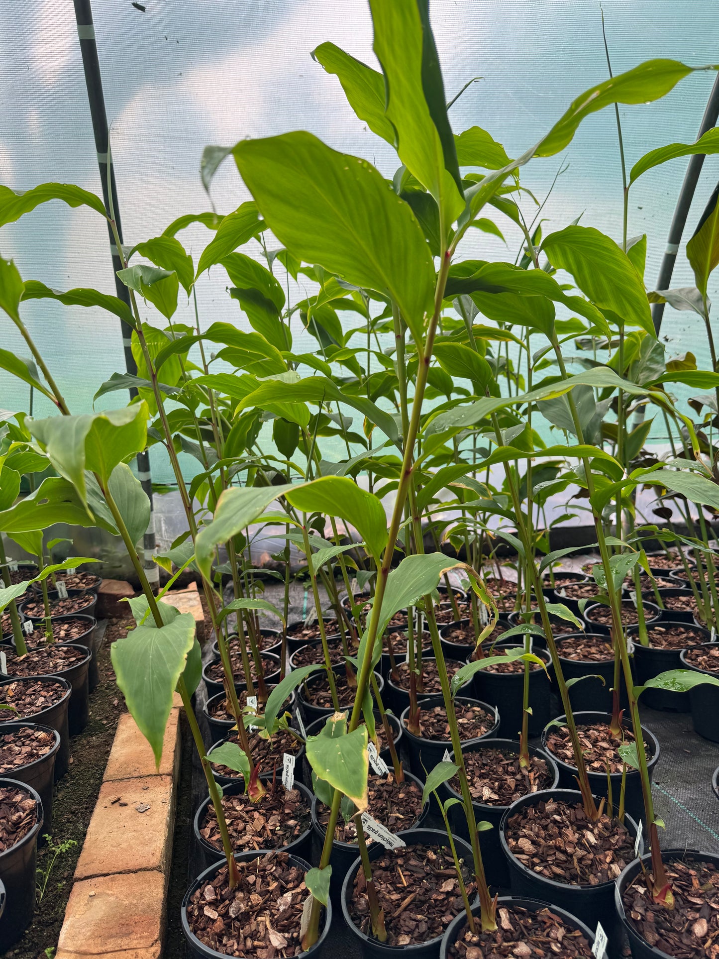 Hedychium gracile