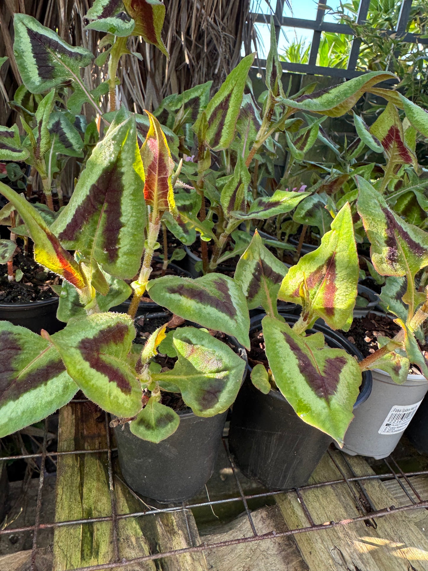 Persicaria 'Purple Fantasy’