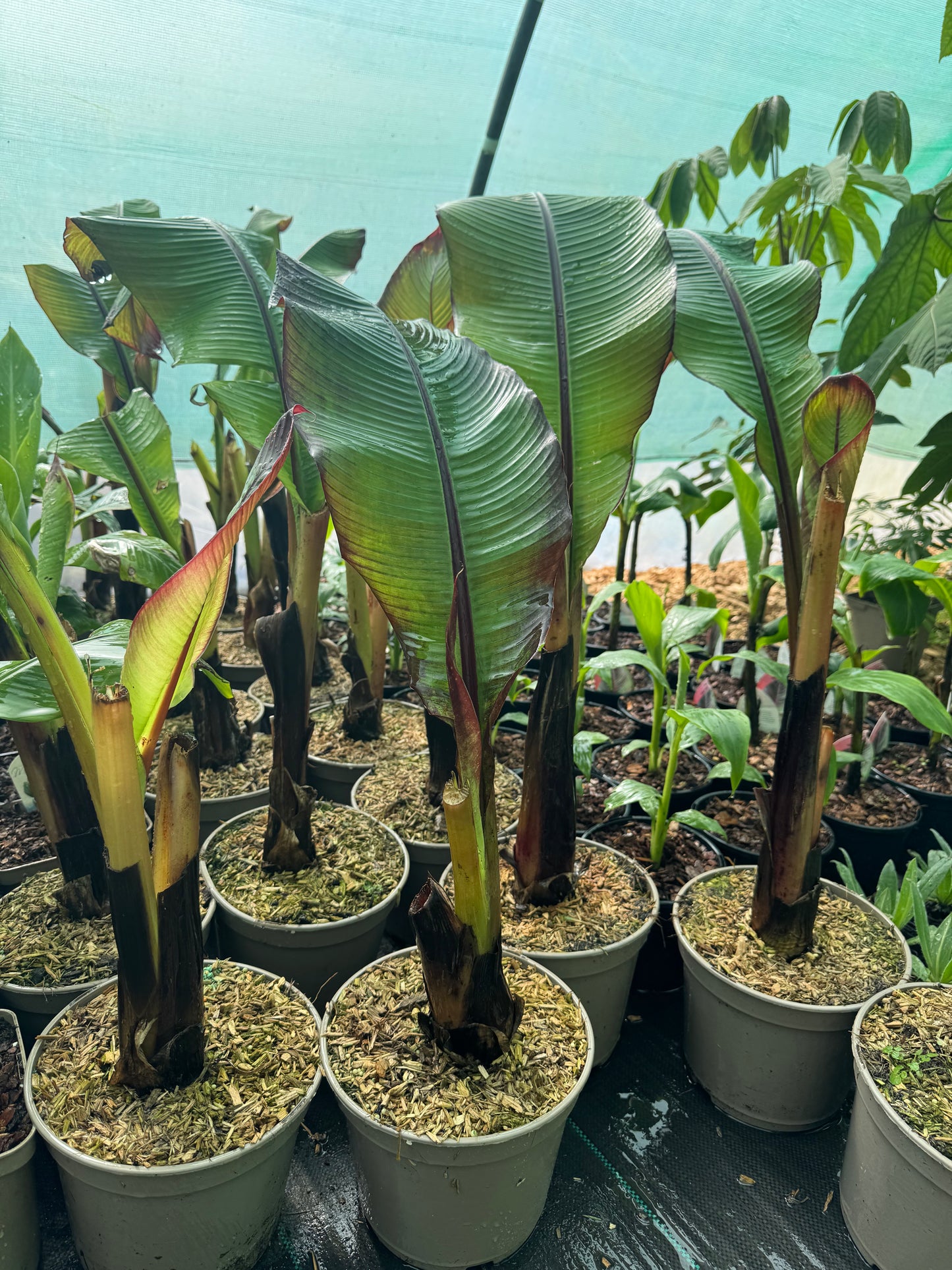 Ensete ventricosum maurelii (Large)
