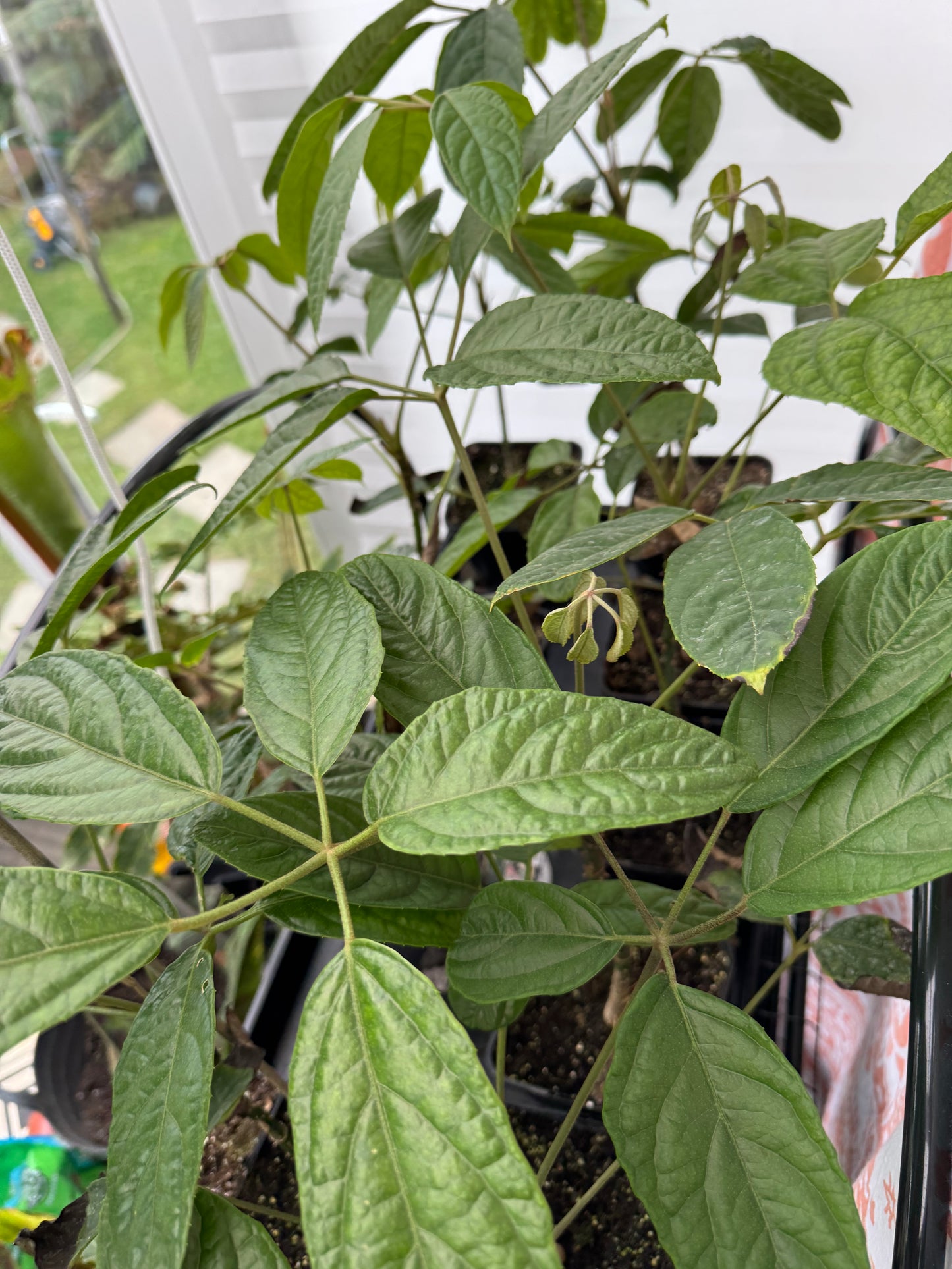 Brassaiopsis ex Myanmar