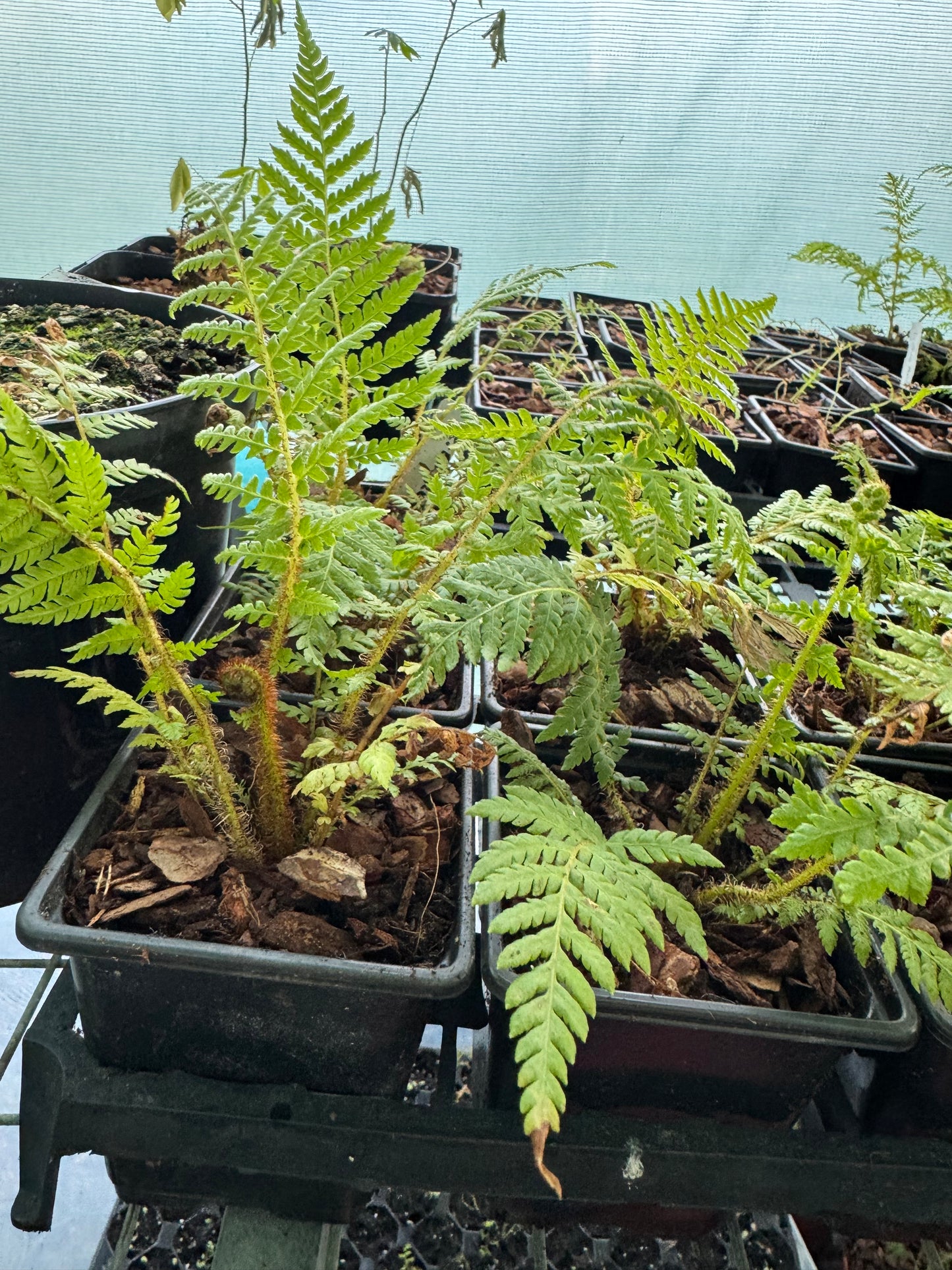 Cyathea novae-caledoniae sp red 9cm