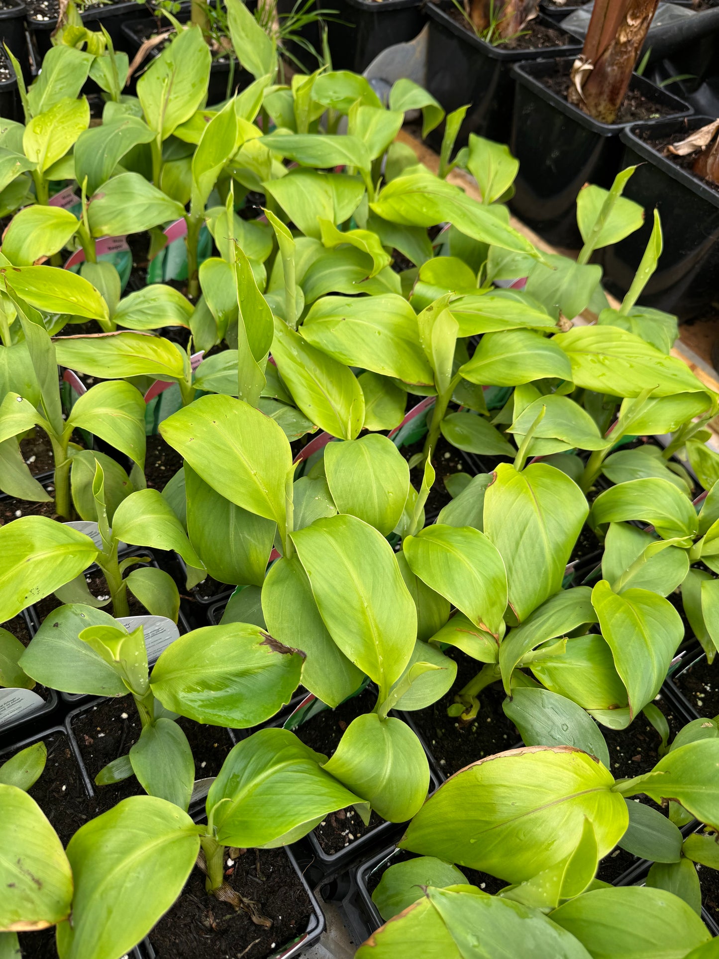 9cm pot Musa basjoo