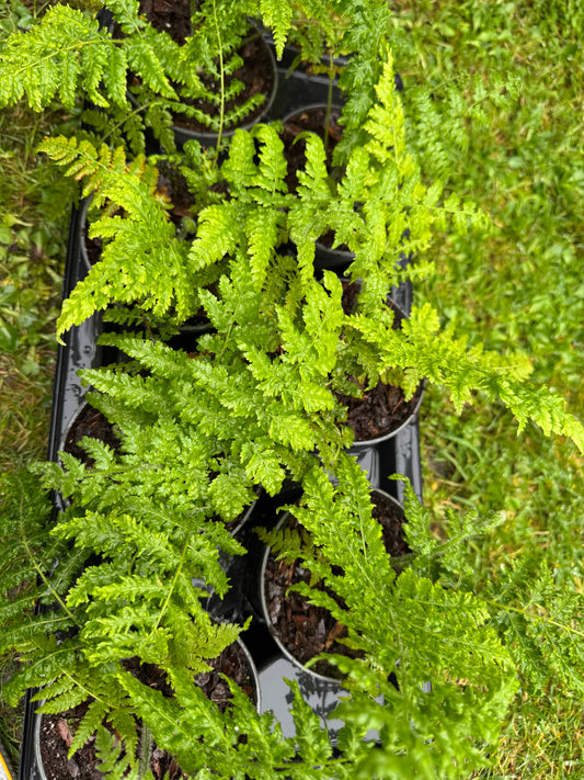 Cibotium schiedei